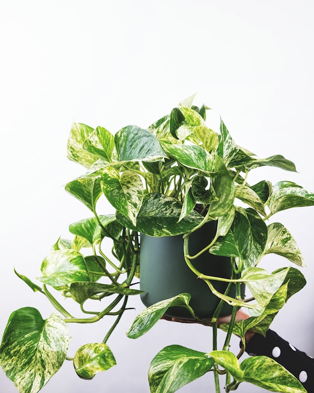 Pothos